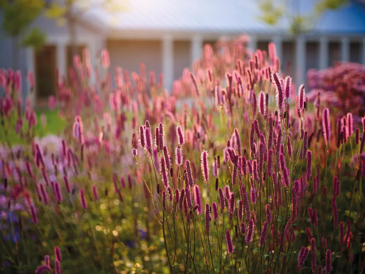 Sanguisorba 'Blackthorne' Sanguisorba 'Blackthorne'