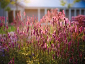 Sanguisorba 'Blackthorne' Sanguisorba 'Blackthorne'