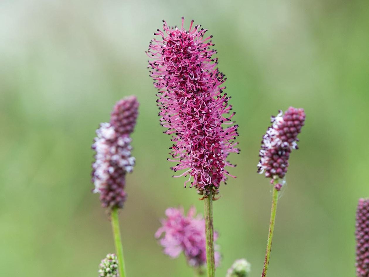 Pink flower