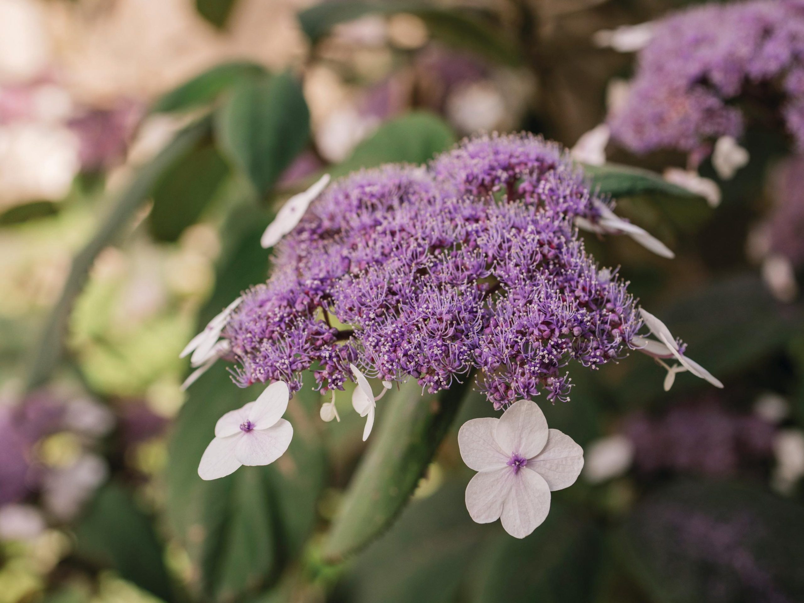 Hydrangea aspera subsp. sargentiana