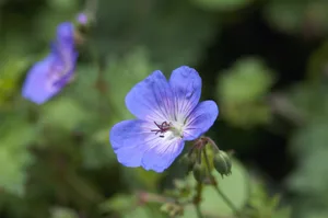 Geranium Rozanne Geranium Rozanne