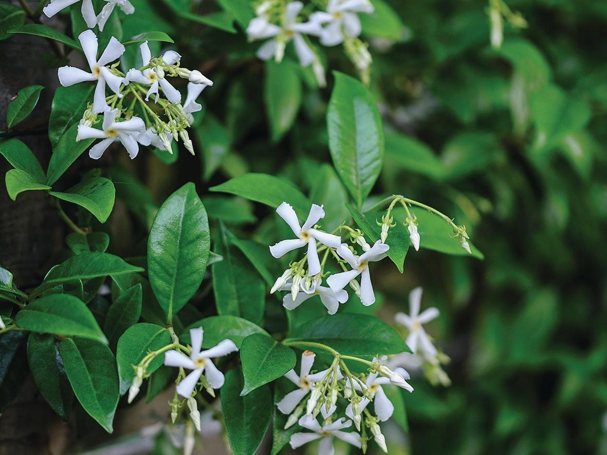 White flowers