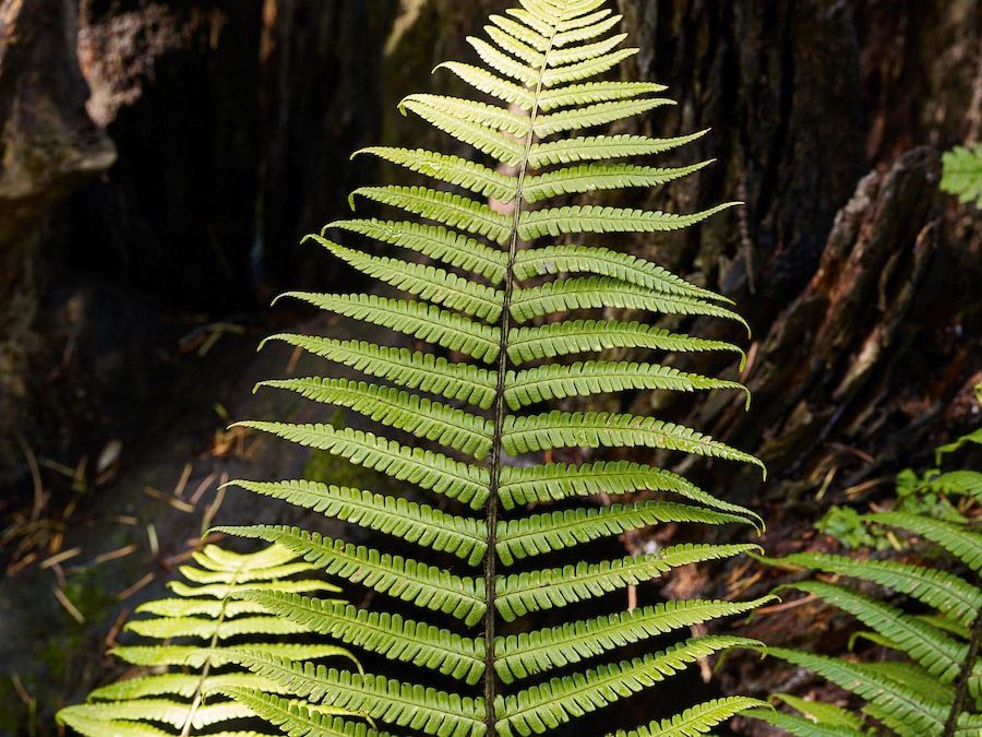 Fern: Dryopteris wallichiana
