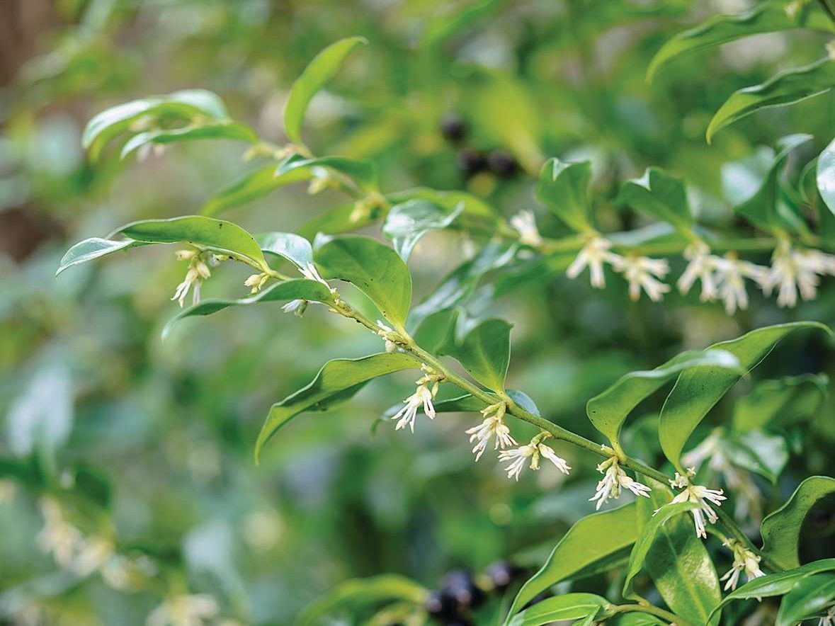 Green plant with white flowers