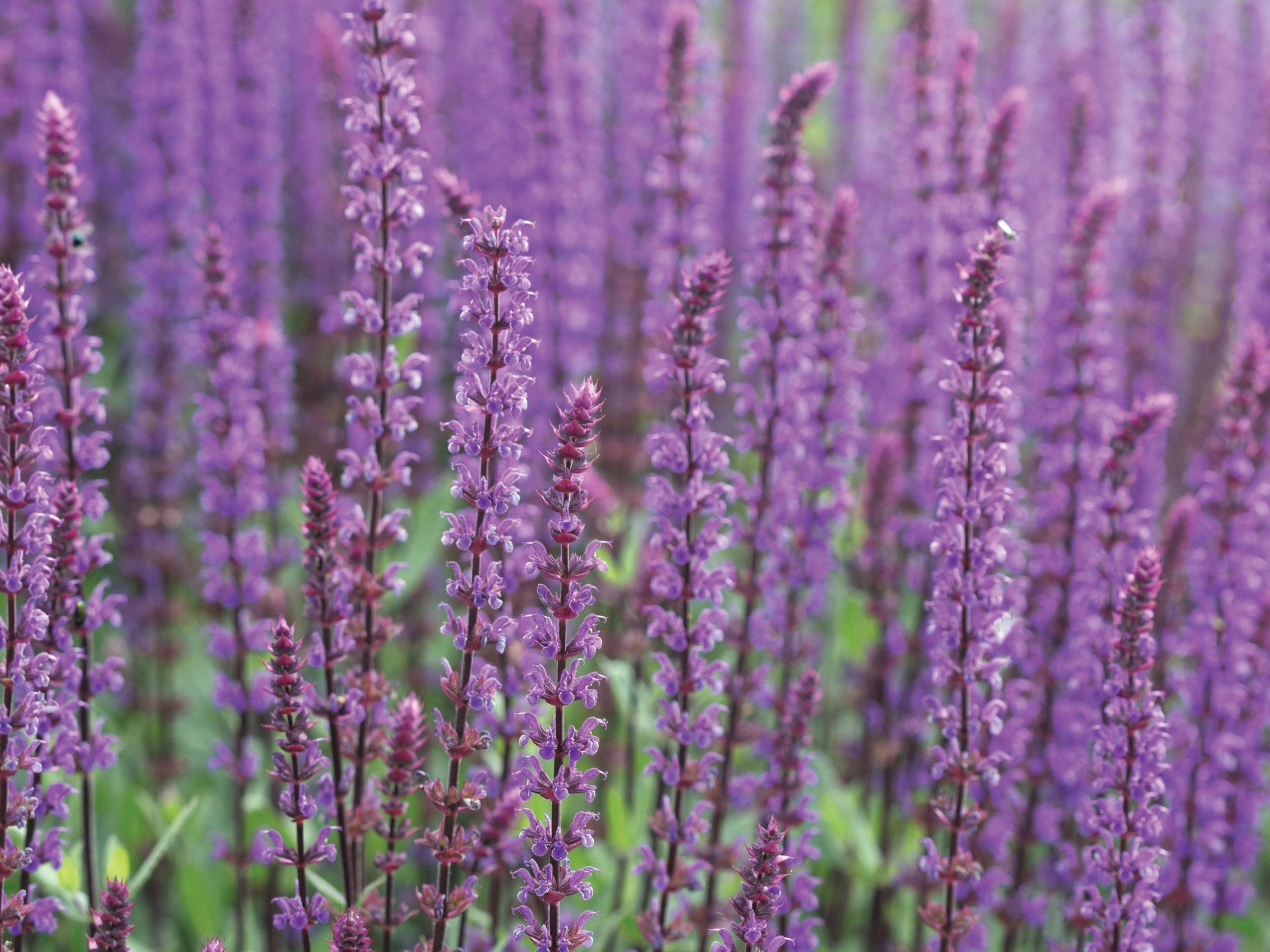 Purple flower