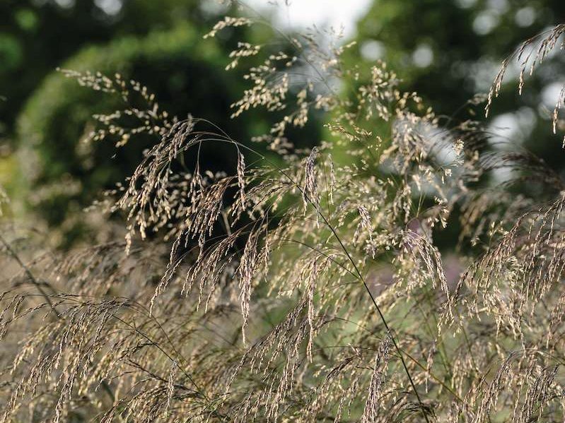 Deschampsia cespitosa
