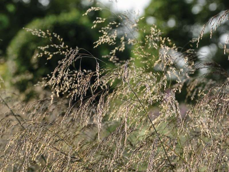 Deschampsia cespitosa