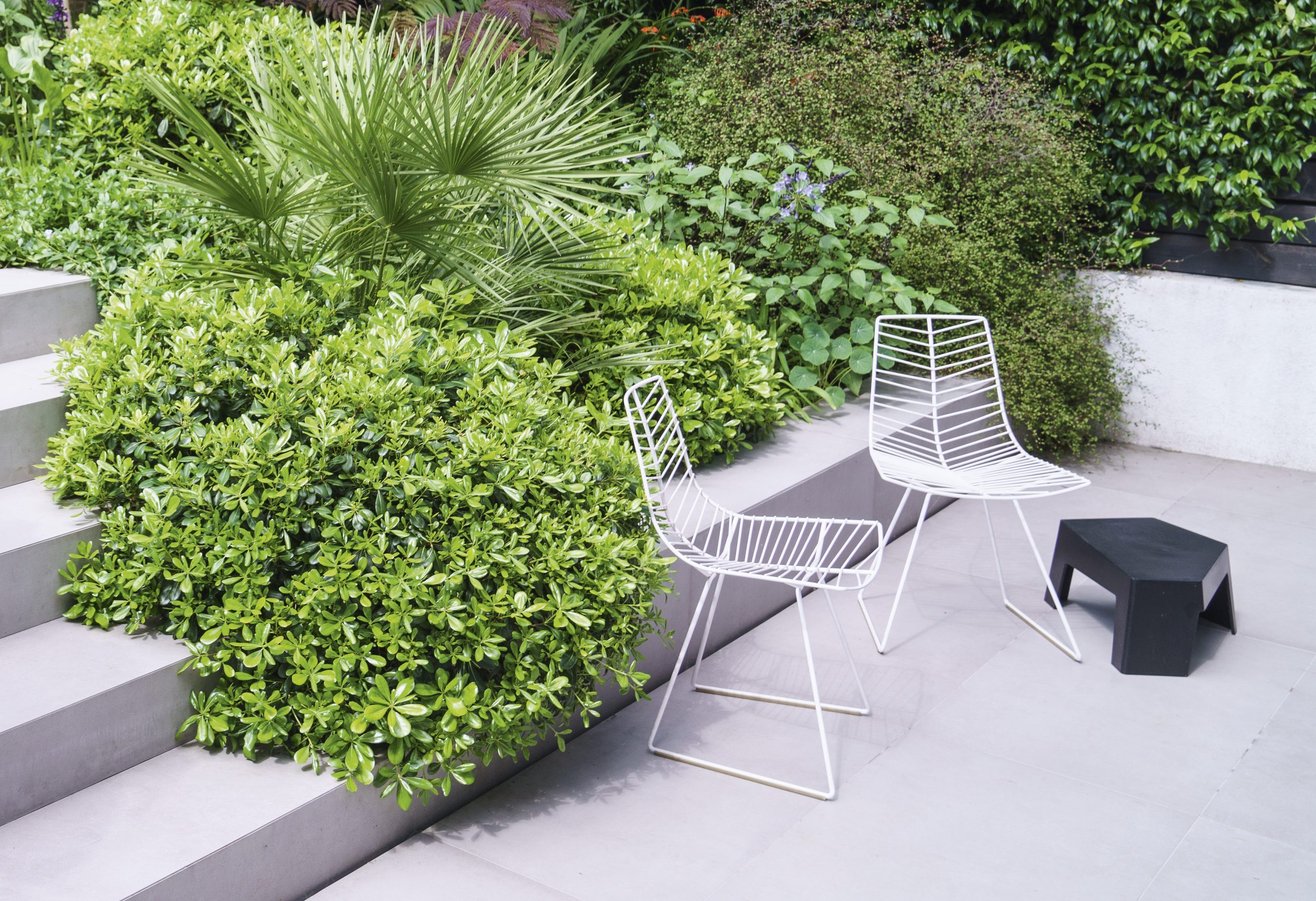 Pittosporum tobira 'Nanum' © Rachel Warne