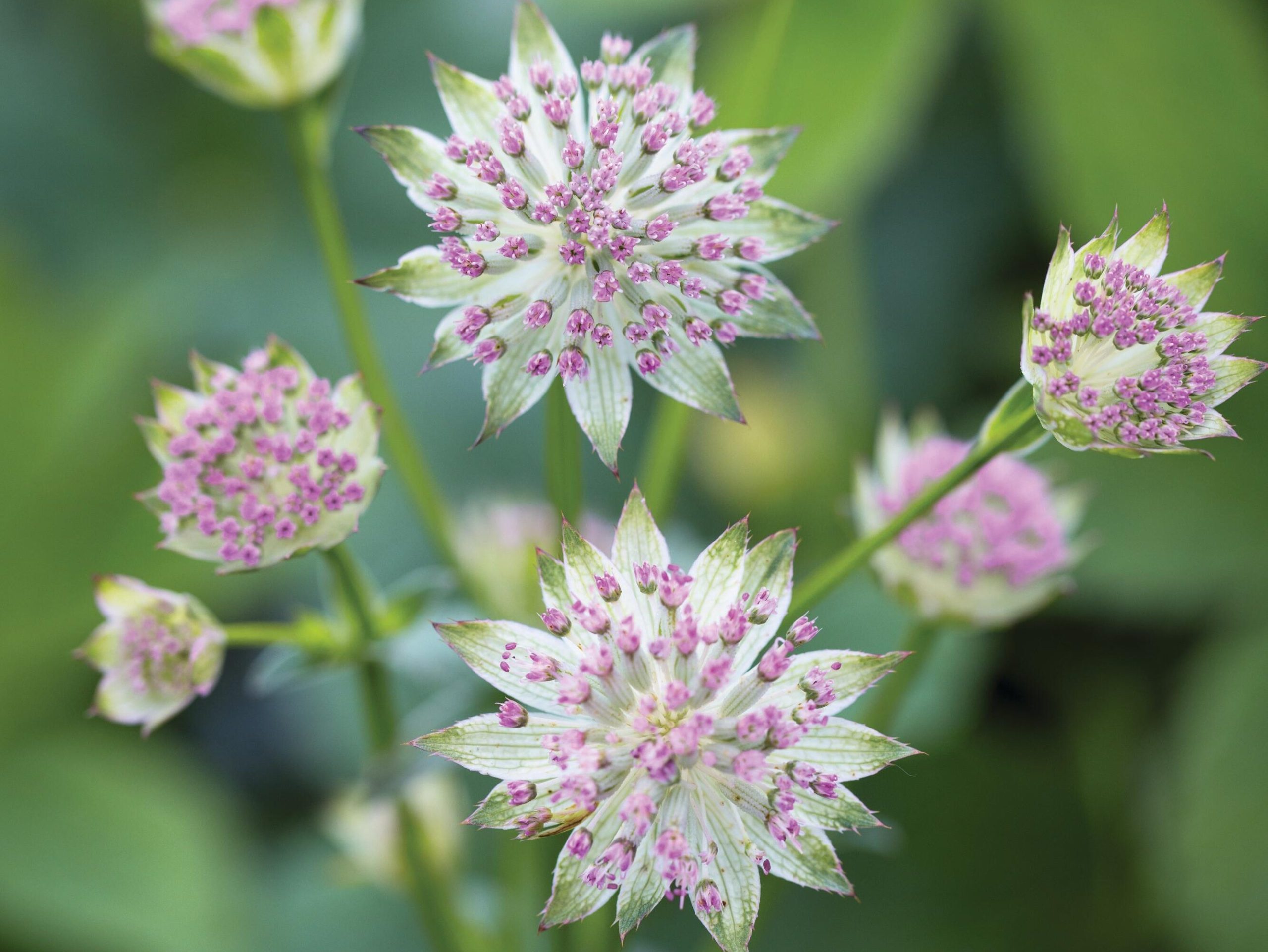 White and pink flowers