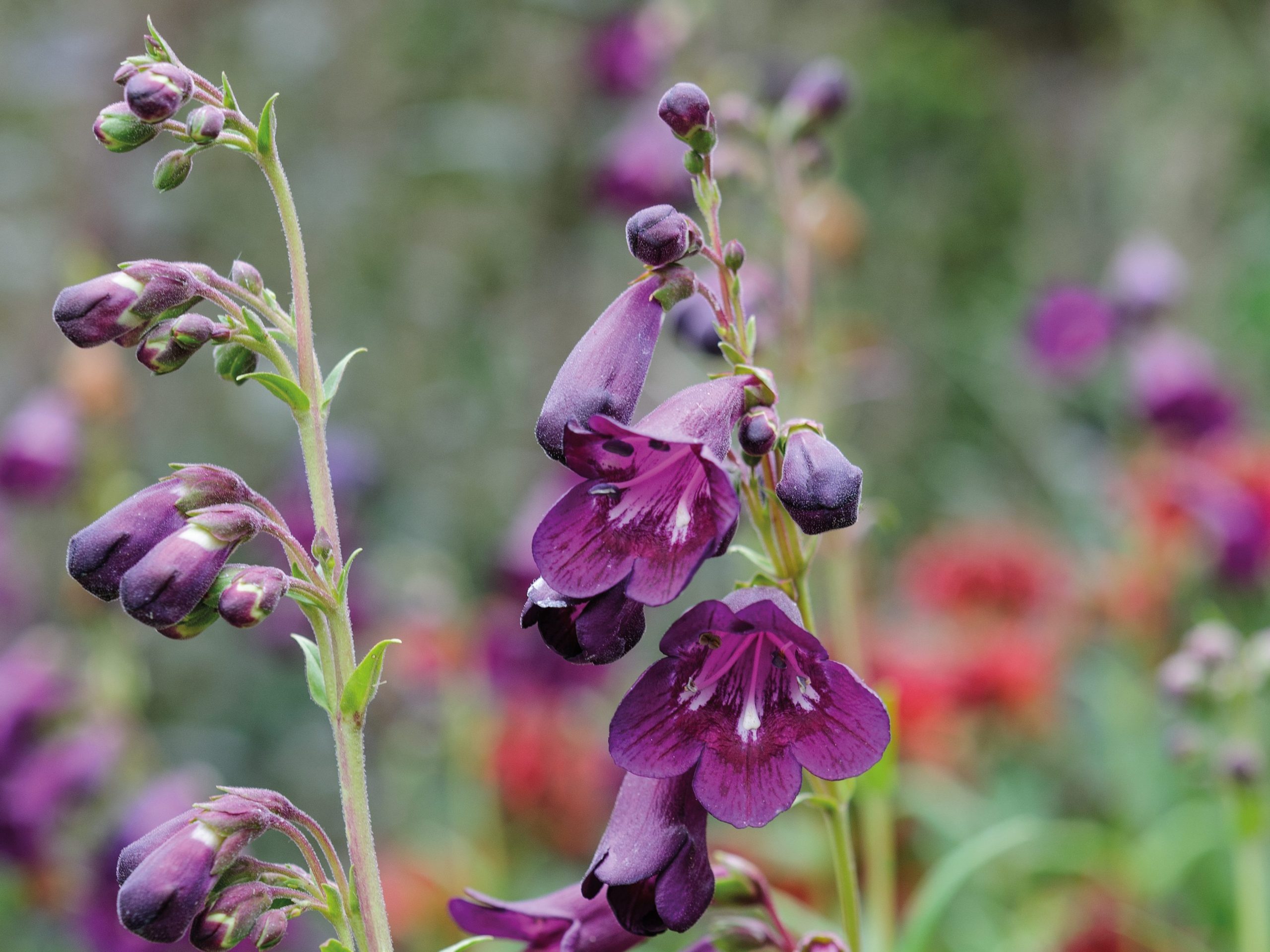 Penstemon 'Raven'