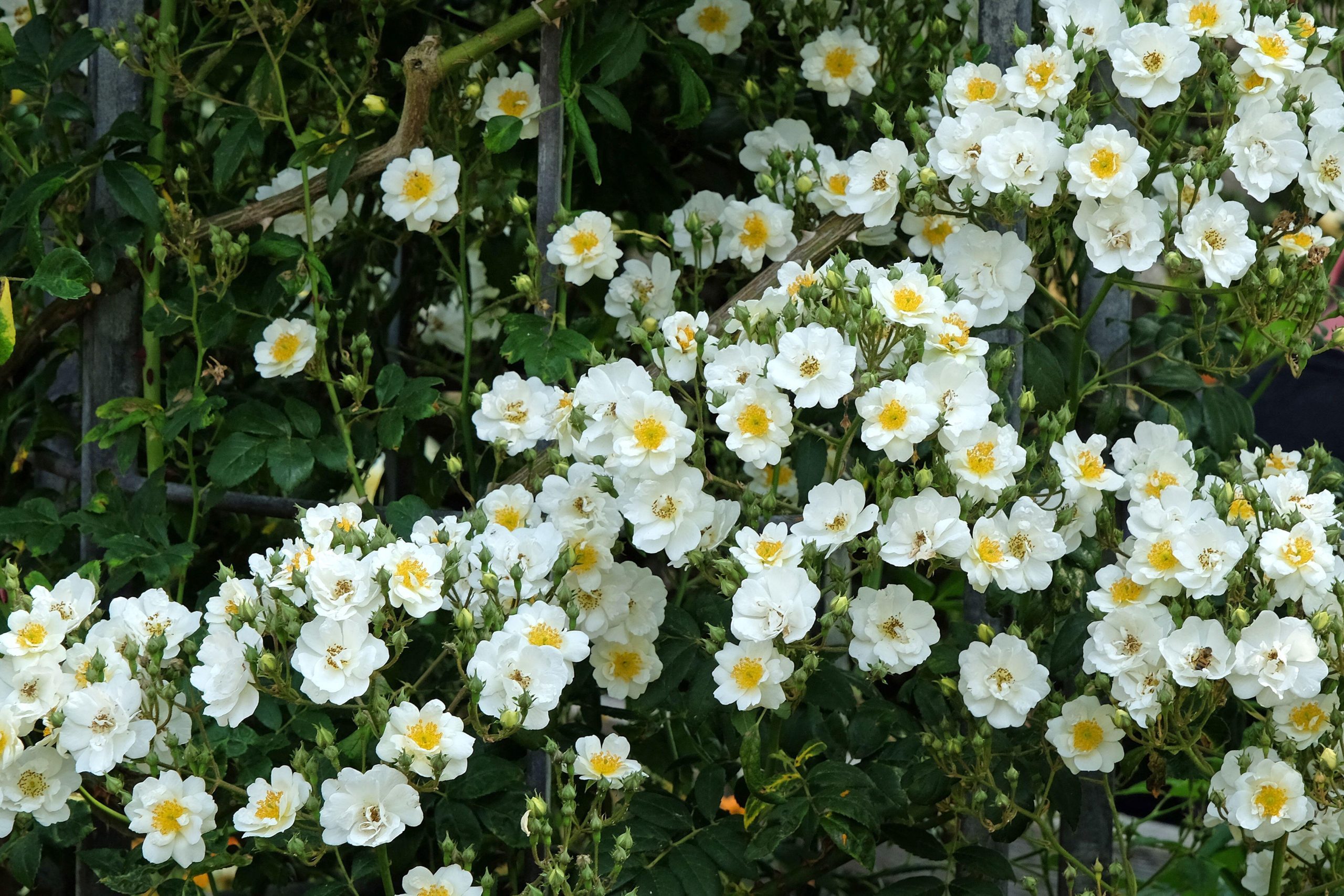 Rambling Rosa 'Seagull' © Alamy /Alexandra-Glen