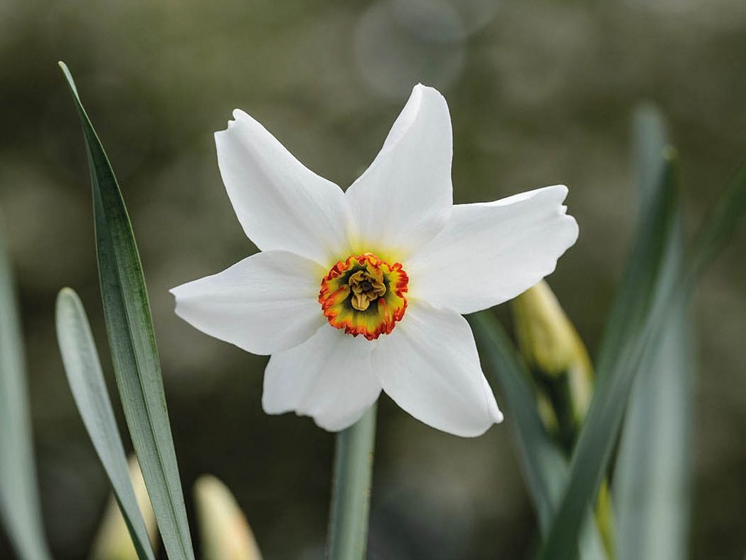 Narcissus poeticus var. recurvus