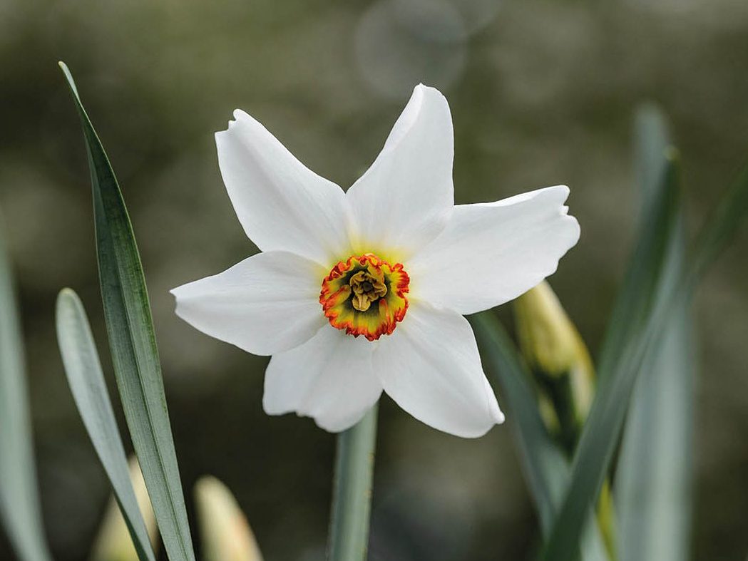 Narcissus poeticus var. recurvus
