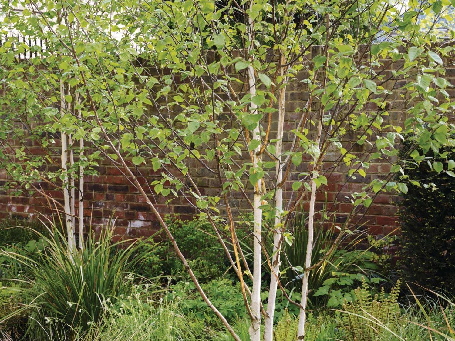 Betula utilis subsp. jacquemontii © Jason Ingram