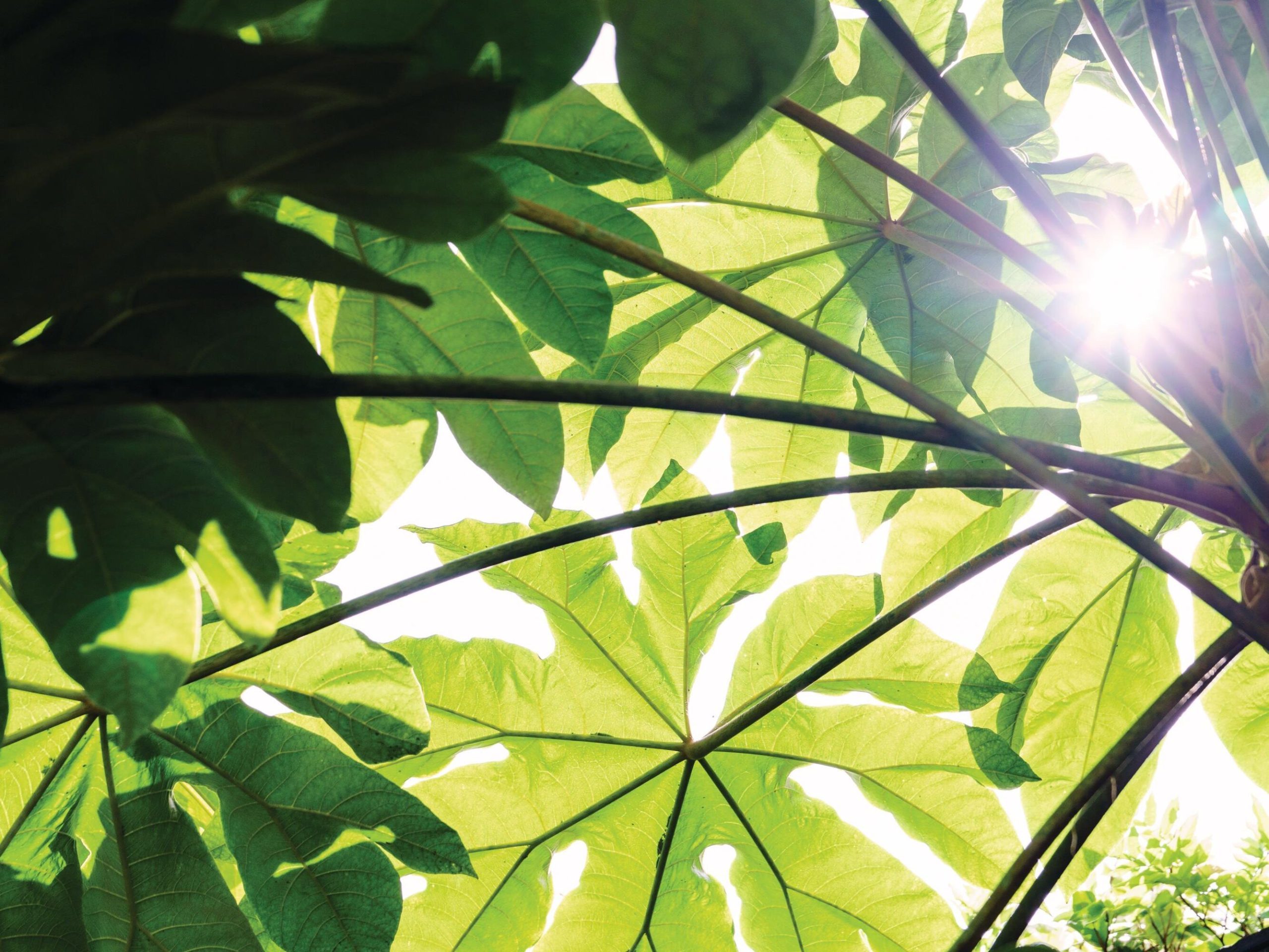 Plant