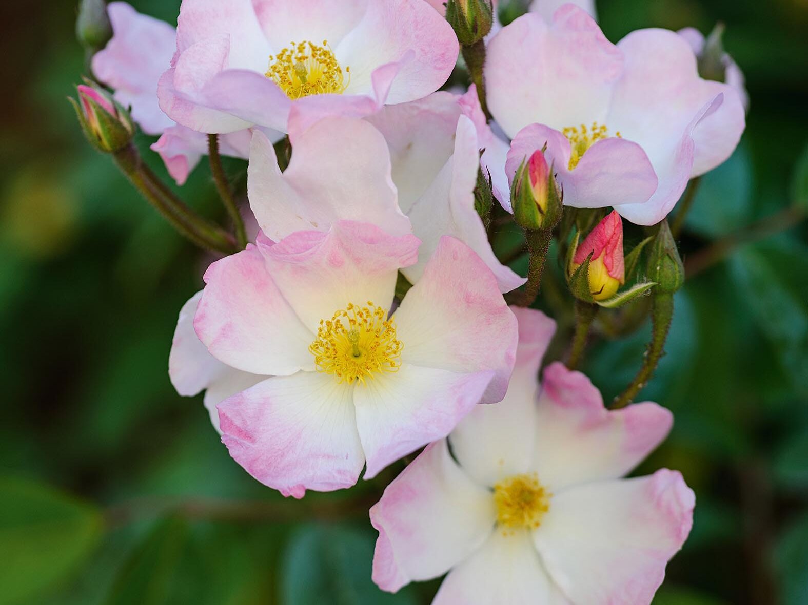 Rosa ‘Francis E Lester’