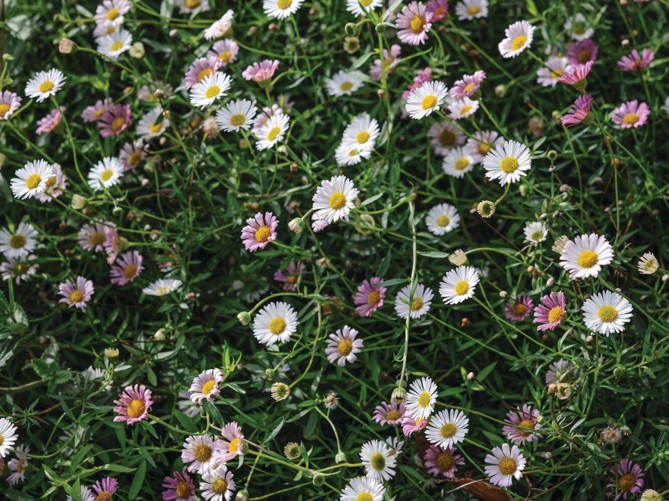 Mexican daisy (Erigeron karvinskianus)