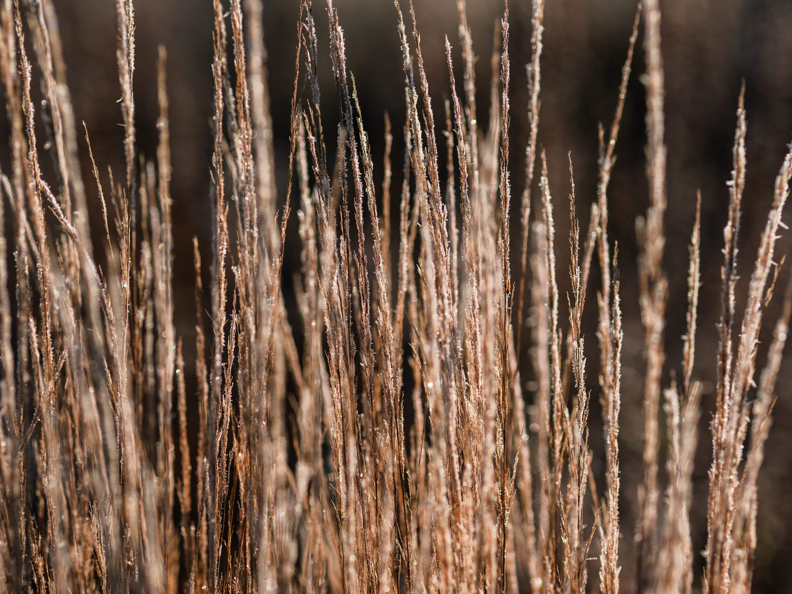 Calamagrostis x acutiflora ‘Karl Foerster’