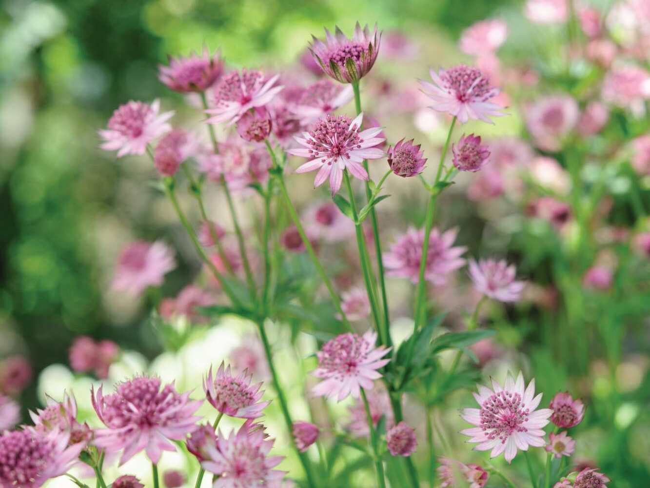 Astrantia ‘Roma’