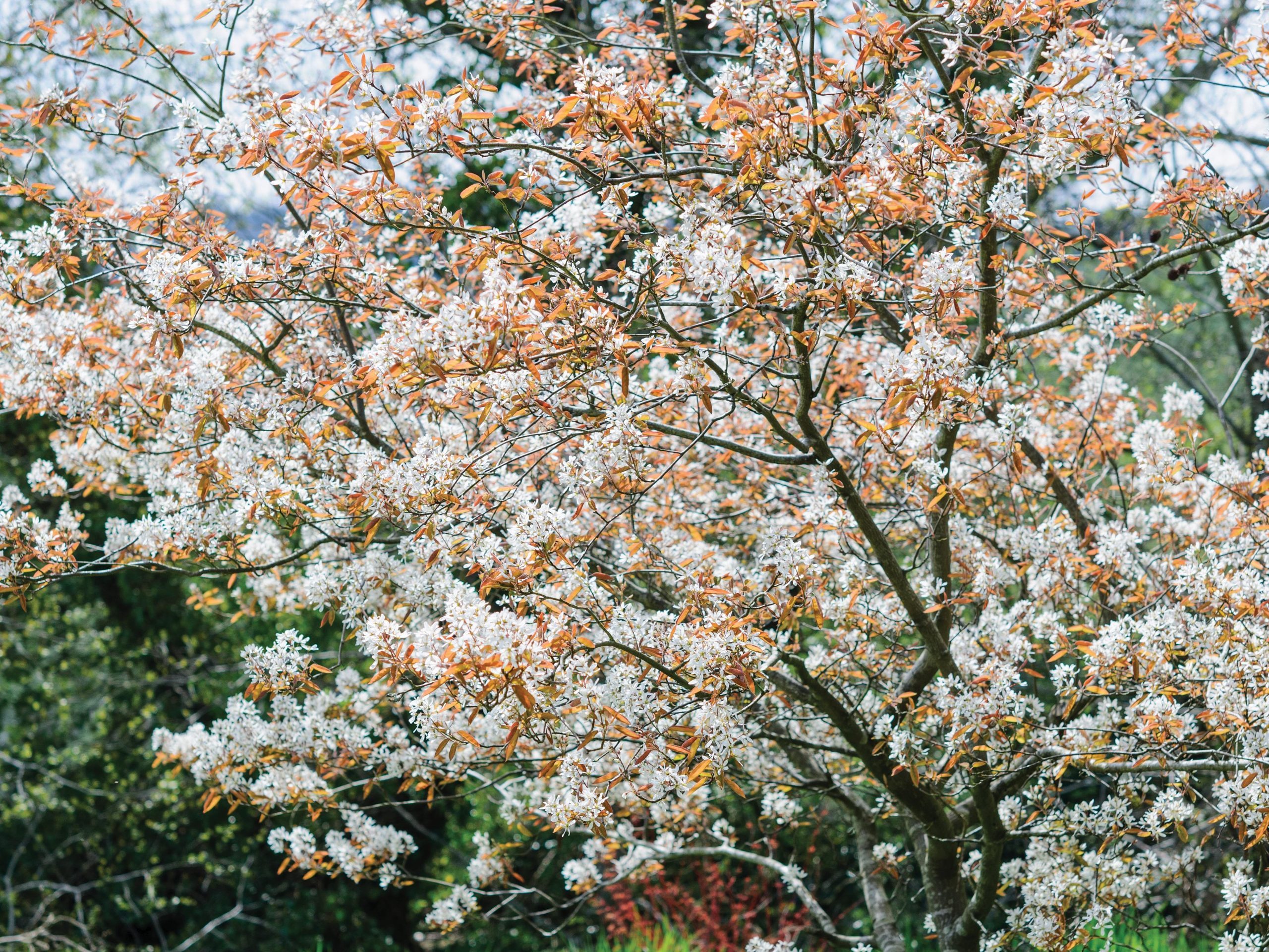 Amelanchier canadensis