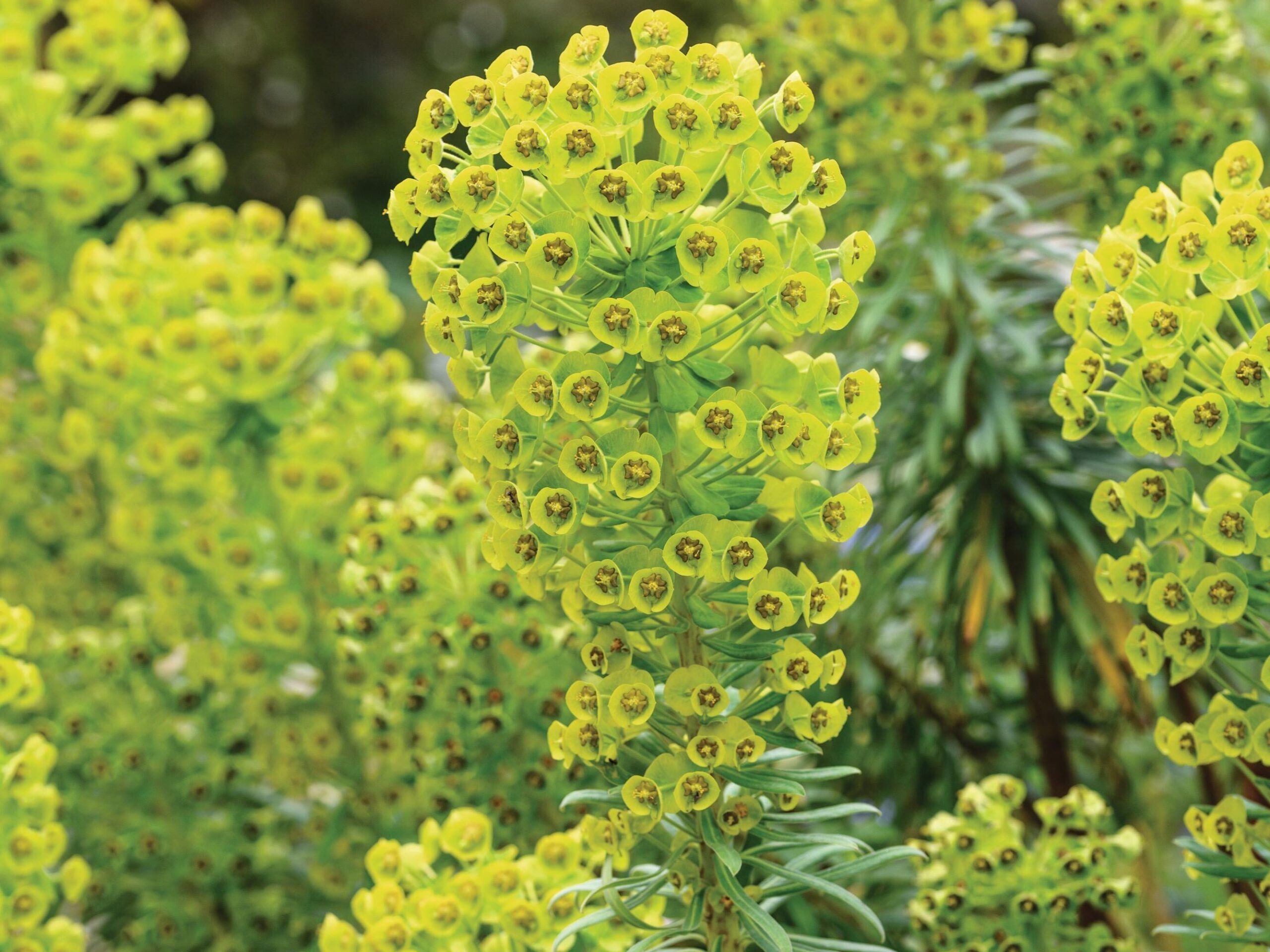 Euphorbia characias subsp. wulfenii
