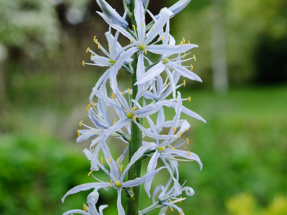 Camassia cusickii © Jason Ingram