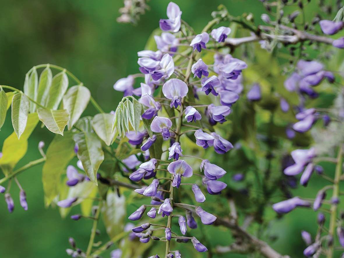 Wisteria floribunda f. multijuga