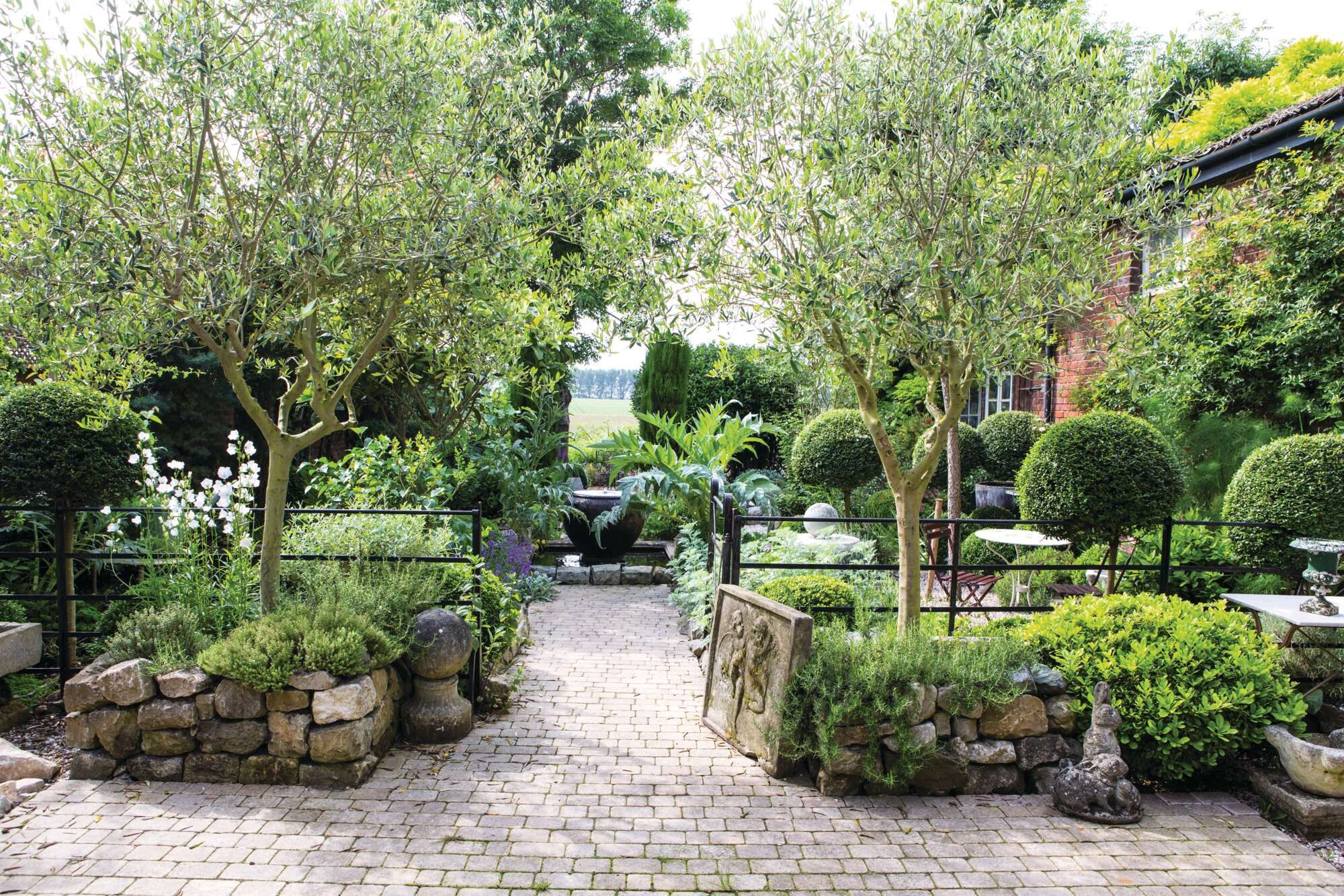 Olea europea