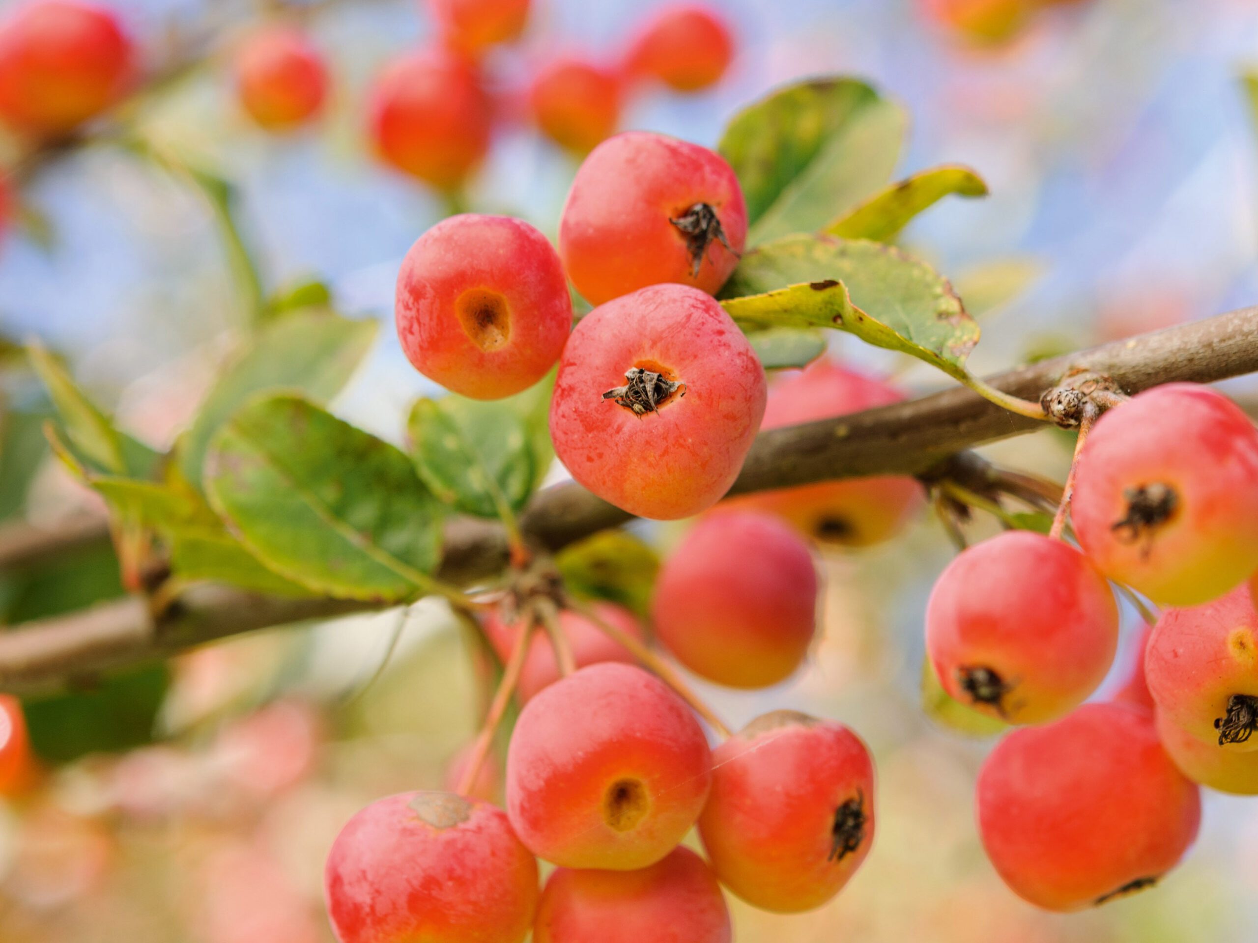 September plants and flowers: Malus x robusta
‘Red Sentinel’