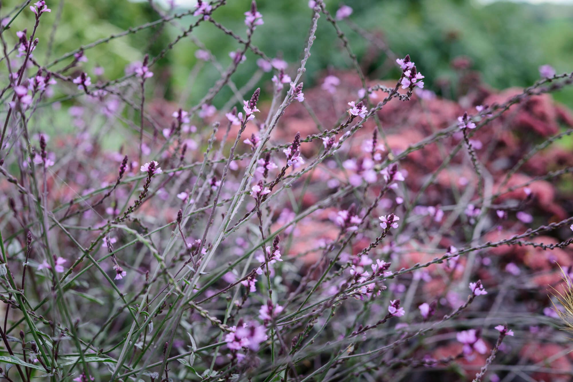 Verbena officinalis var. grandiflora ‘Bampton’