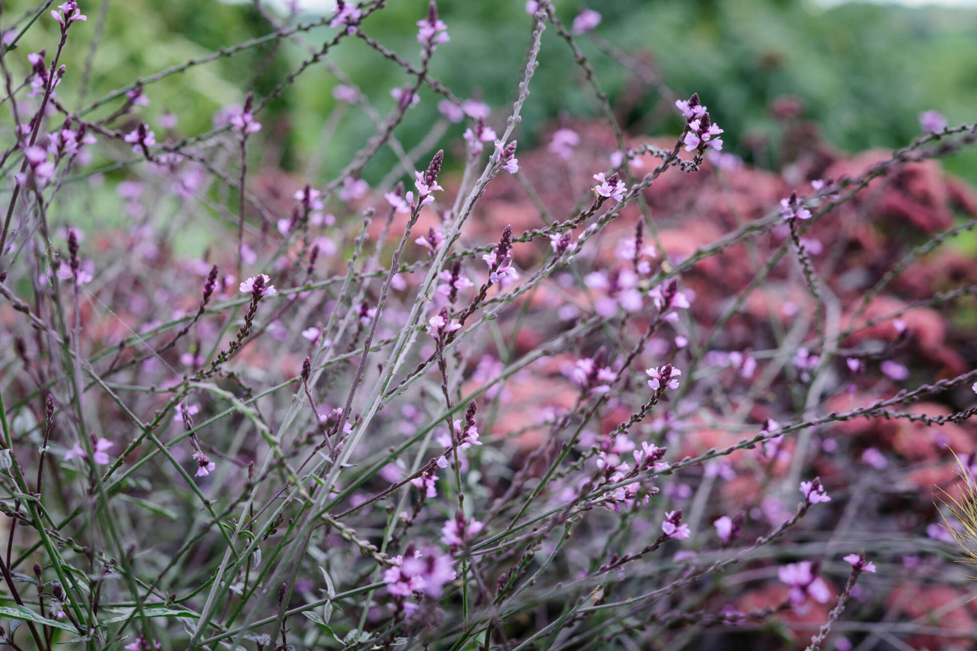 Verbena officinalis var. grandiflora ‘Bampton’