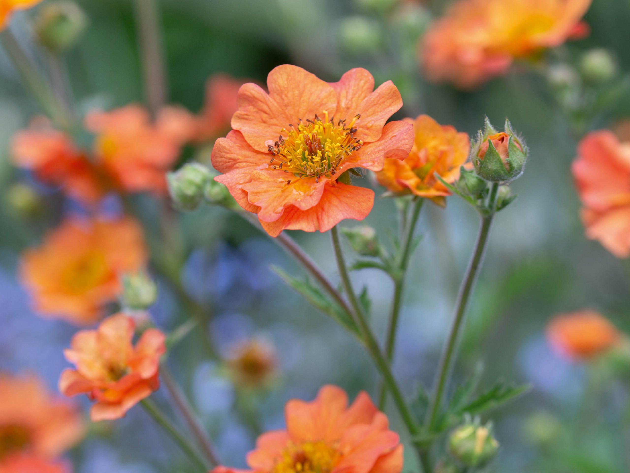 Geum 'Totally Tangerine'