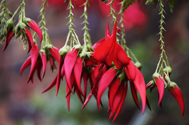 Clianthus puniceus var. maximus by the entrance to the Duke's Garden