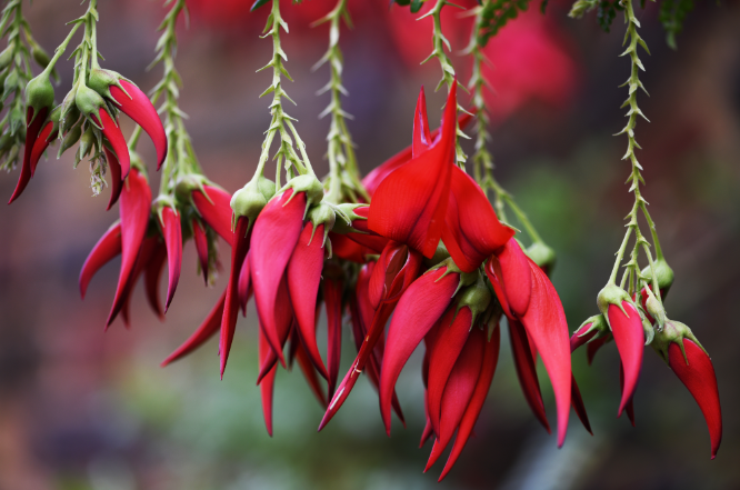 Clianthus puniceus var. maximus by the entrance to the Duke's Garden