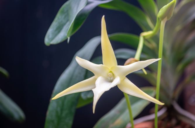 Angraecum sesquipedale 'Darwin's orchid' in the Princess of Wales Conservatory, 2024. © Ines Stuart Davidson RBG Kew