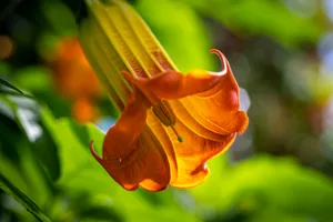 A flower of Brugmansia sanguinea growing in the Temperate House, RBG Kew 2023 A flower of Brugmansia sanguinea growing in the Temperate House.