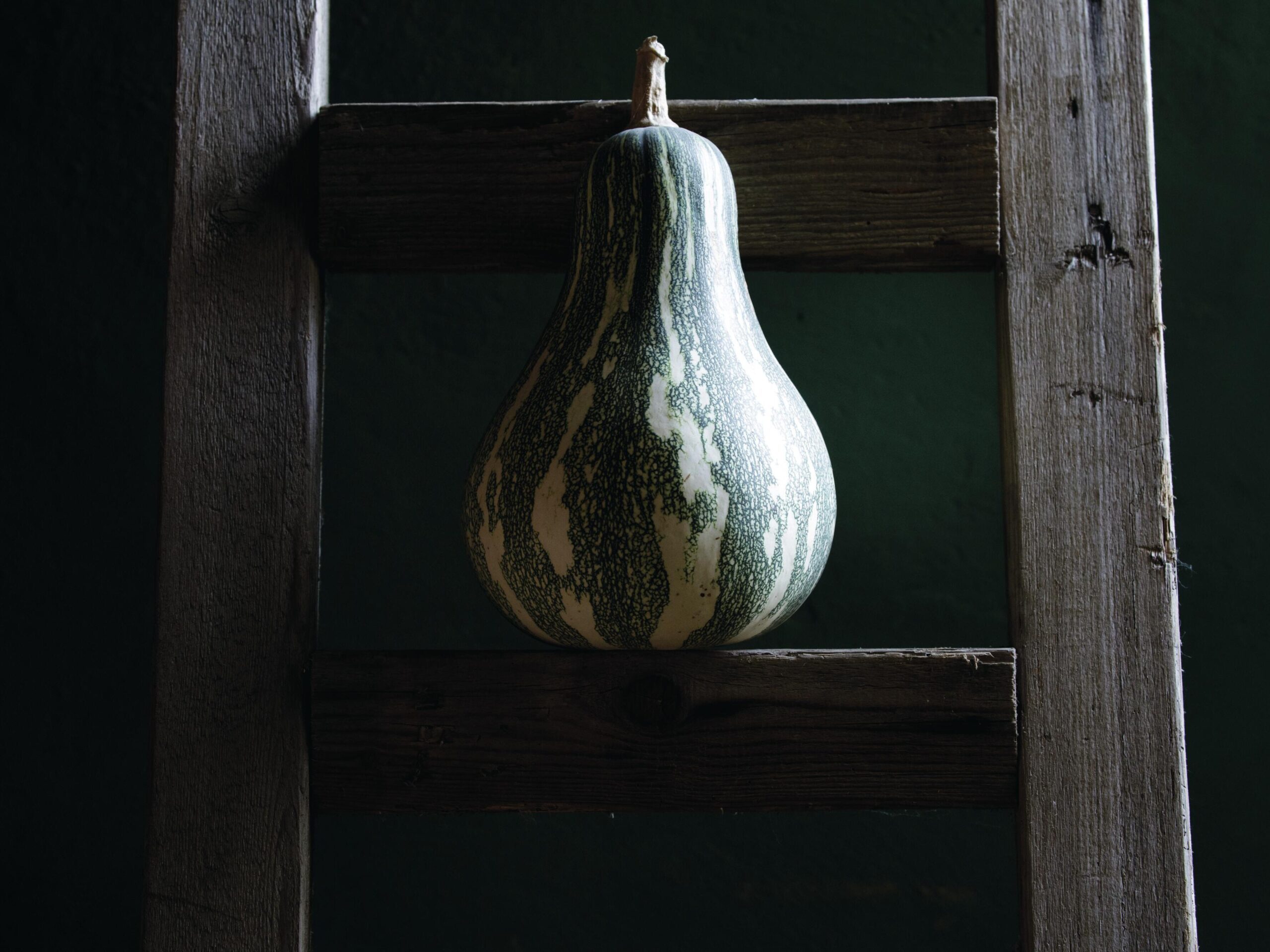 Cucurbita argyrosperma gourd
