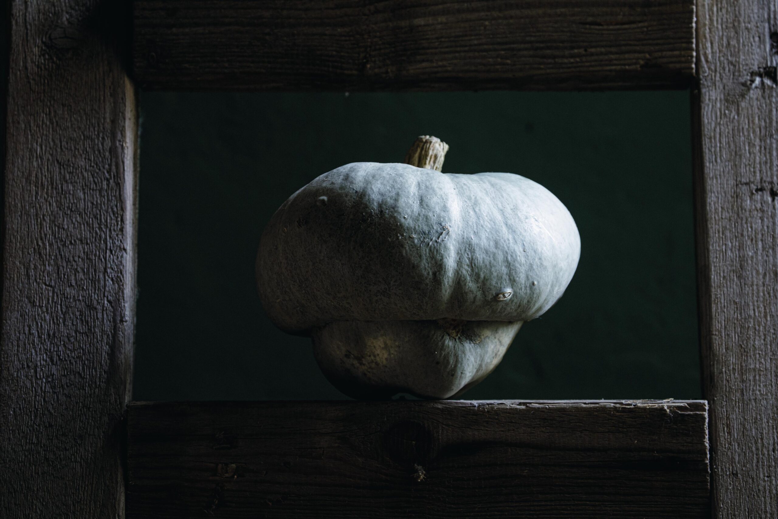 Heirloom pumpkin ‘Beretta Piacentina’