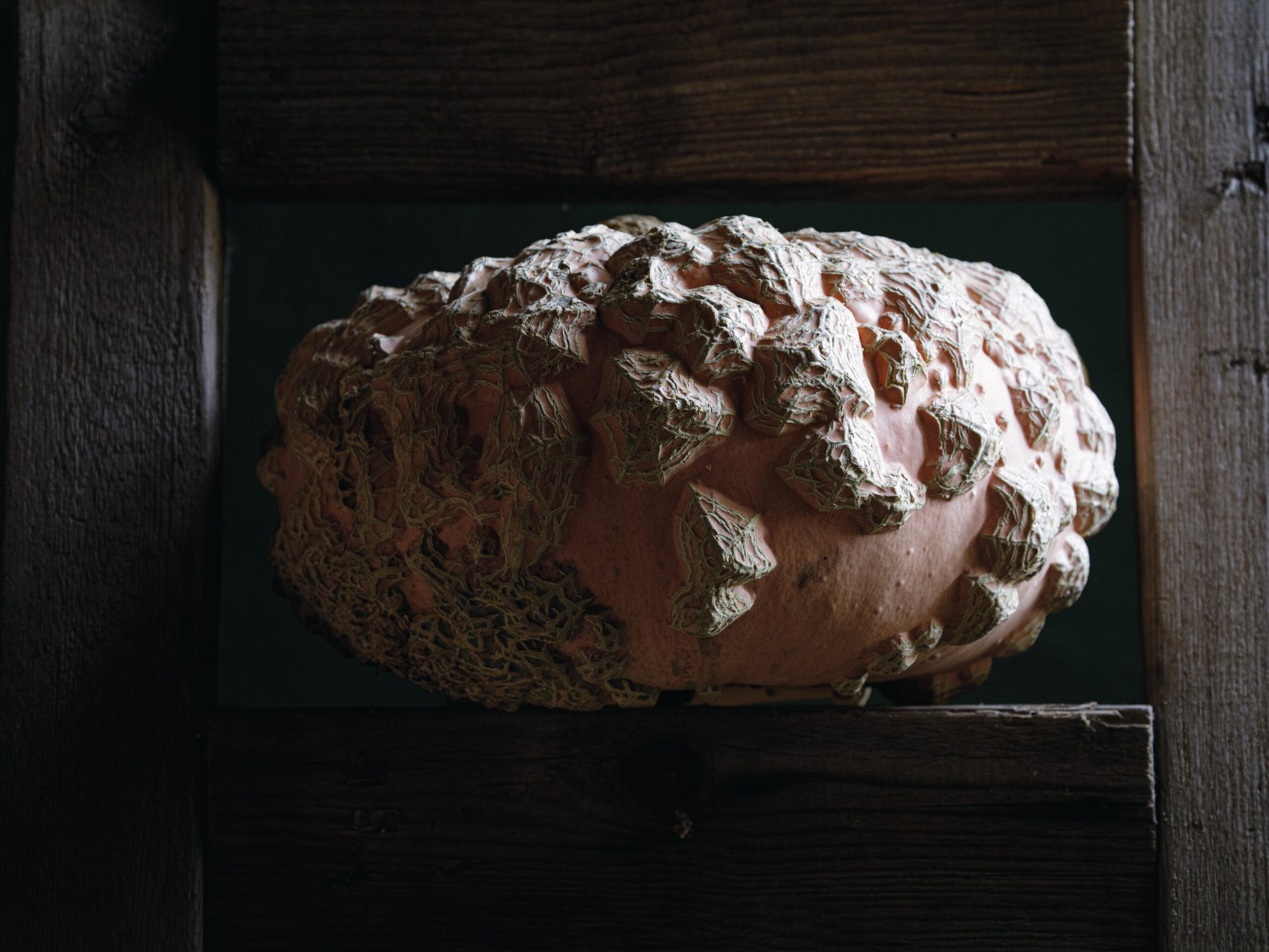 ‘Galeuse D’Eysines’ gourd