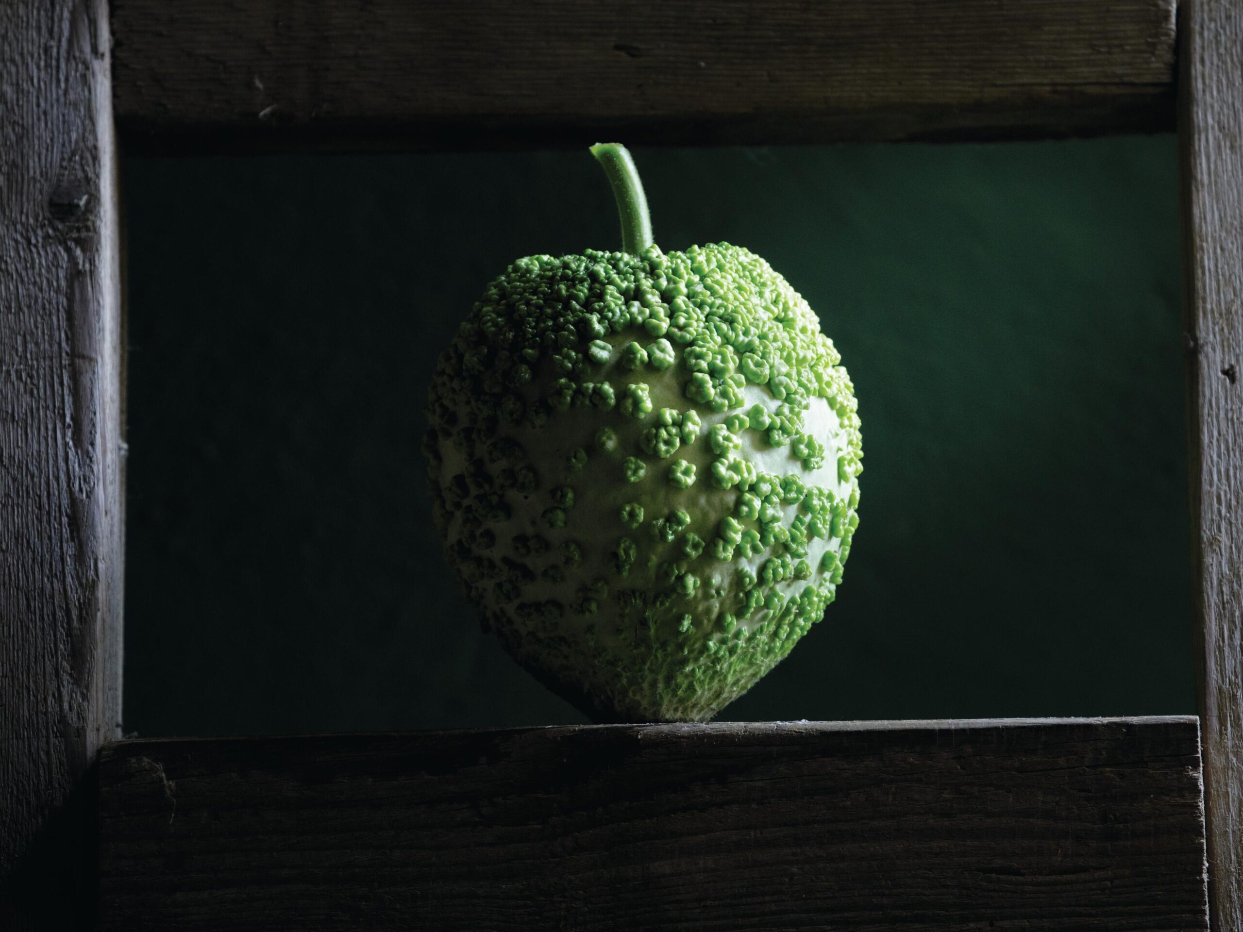 French heirloom gourd 'Bule' green gourd