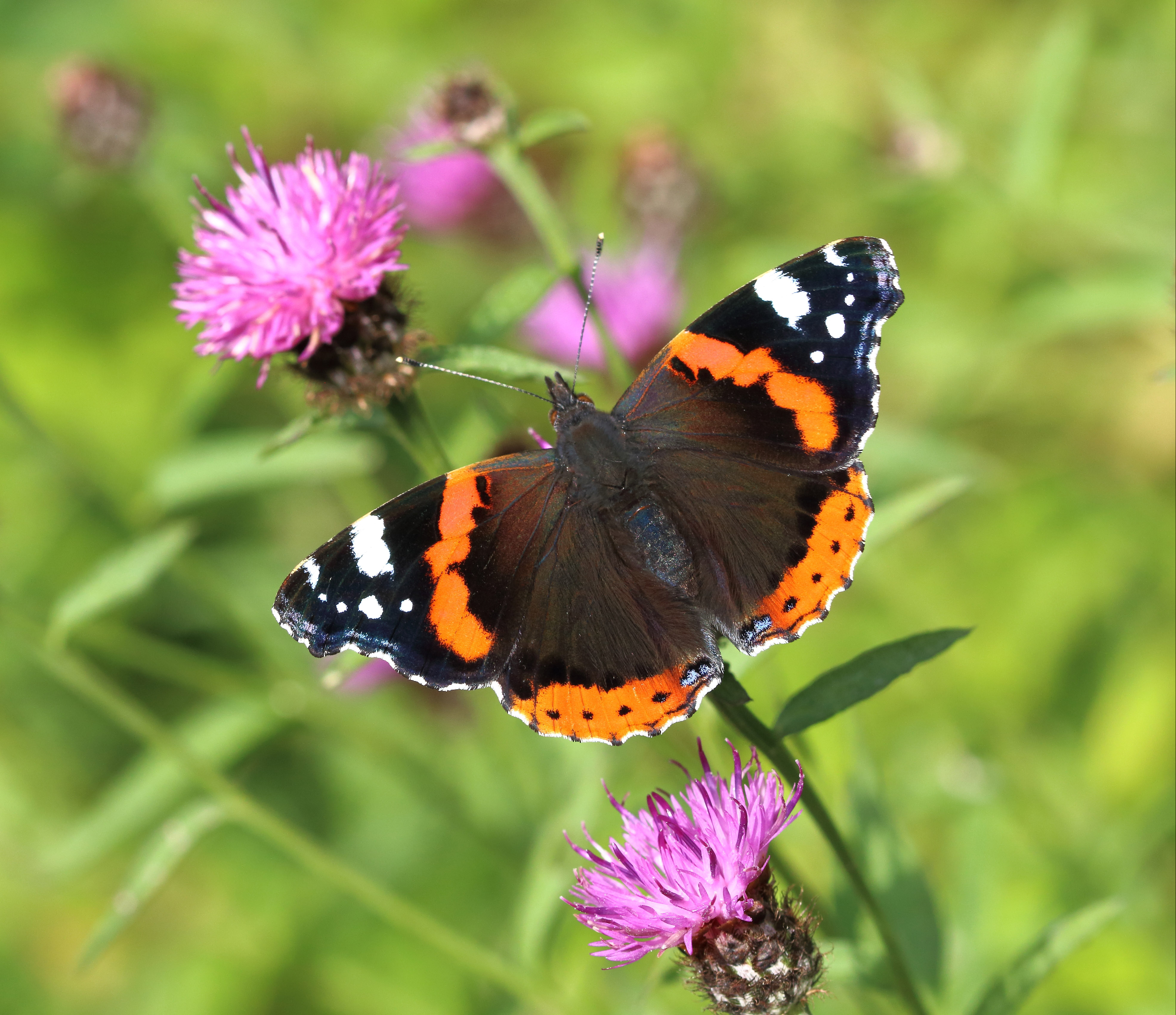 Garden butterflies - red admiral butterfly