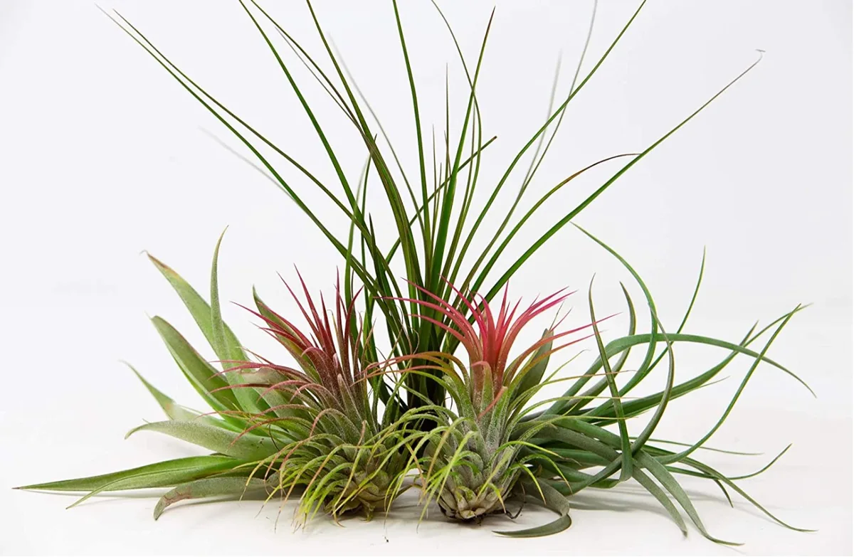Unusual house plants to buy: Air plants Unusual house plants to buy: Air plants