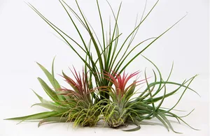 Unusual house plants to buy: Air plants Unusual house plants to buy: Air plants