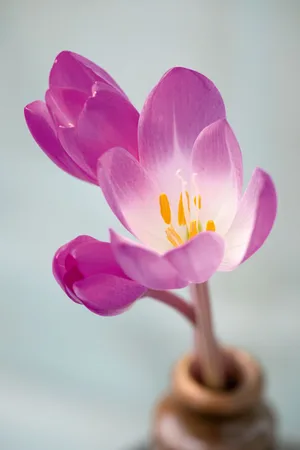Colchicum speciosum 'Rubrum' Colchicum speciosum 'Rubrum'