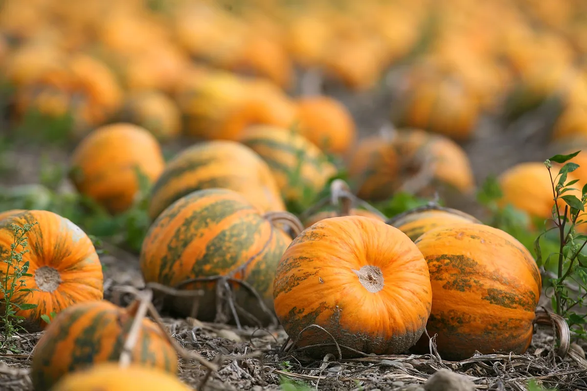 Pumpkins ready for harvest Pumpkin seed oil: Pumpkins ready for harvest