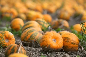 Pumpkins ready for harvest Pumpkin seed oil: Pumpkins ready for harvest