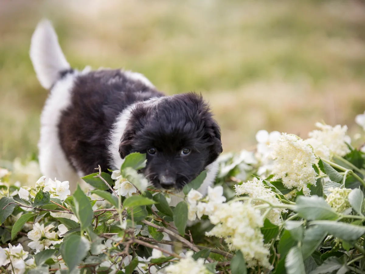 Pugnacious puppy plays in flowers A young black and white dog cheerfully nibbles on twigs with jasmine flowers