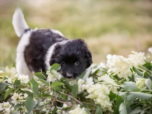 Pugnacious puppy plays in flowers A young black and white dog cheerfully nibbles on twigs with jasmine flowers