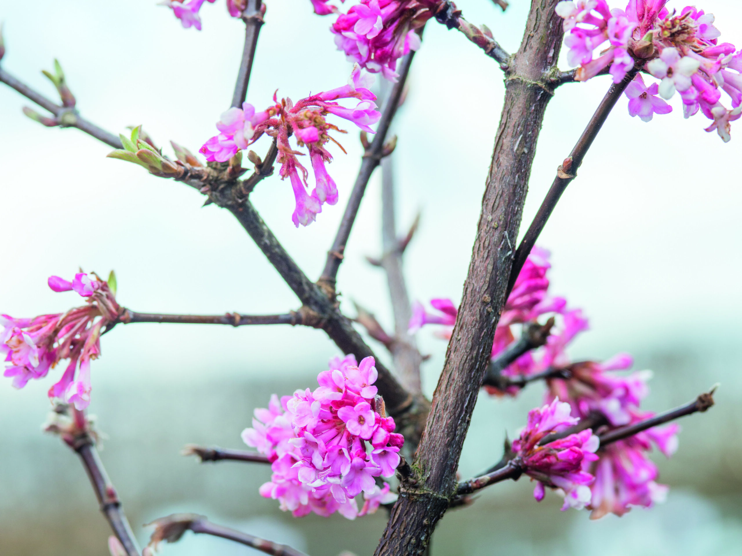 Viburnum bodantense 'Charles Lamont'
