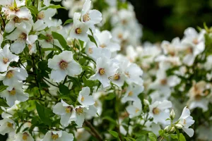 Philadelphus, mock orange Philadelphus, mock orange